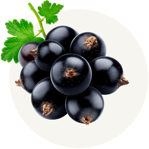 Black Currant