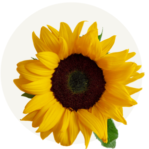 Sunflower lecithin