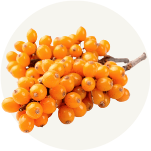 Sea Buckthorn