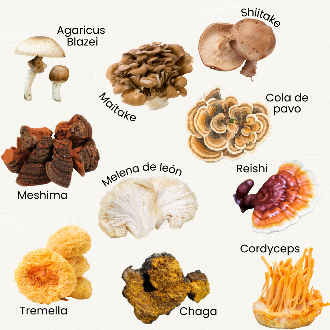 10 Hongos Medicinales image 3